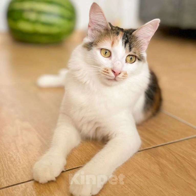 Кошки в Москве: Марусю бросили хозяева Девочка, Бесплатно - фото 3