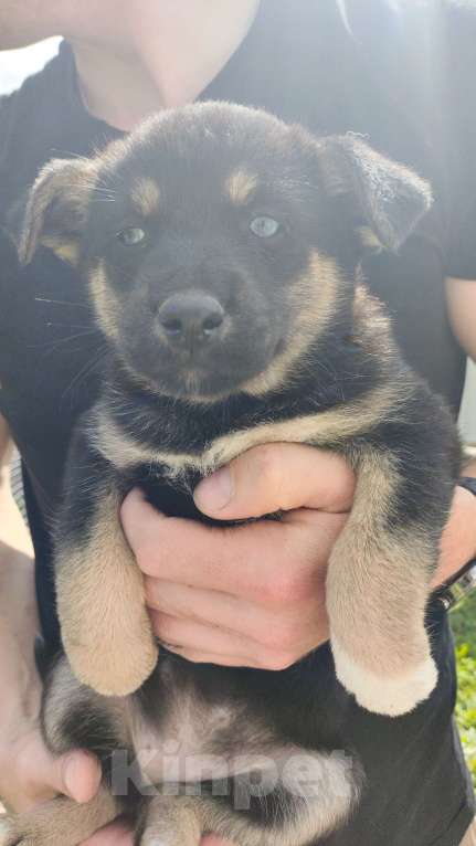 Собаки в других городах Орловской области: Щенки в добрые руки Девочка, Бесплатно - фото 6