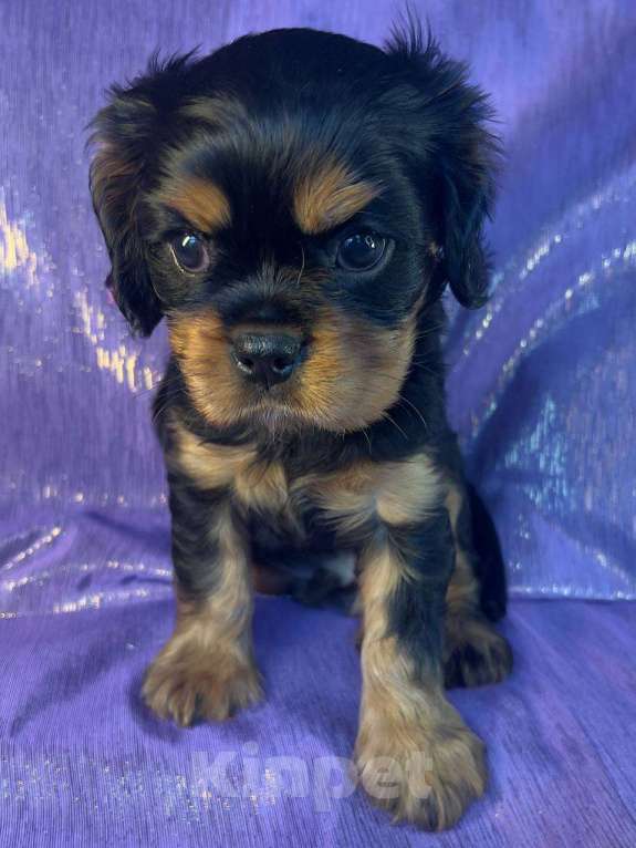 Собаки в Иваново: Шикарная девочка Девочка, Бесплатно - фото 4