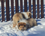 Собаки в Туле: Щенок Колли Длинношерстный Мальчик, 70 000 руб. - фото 5