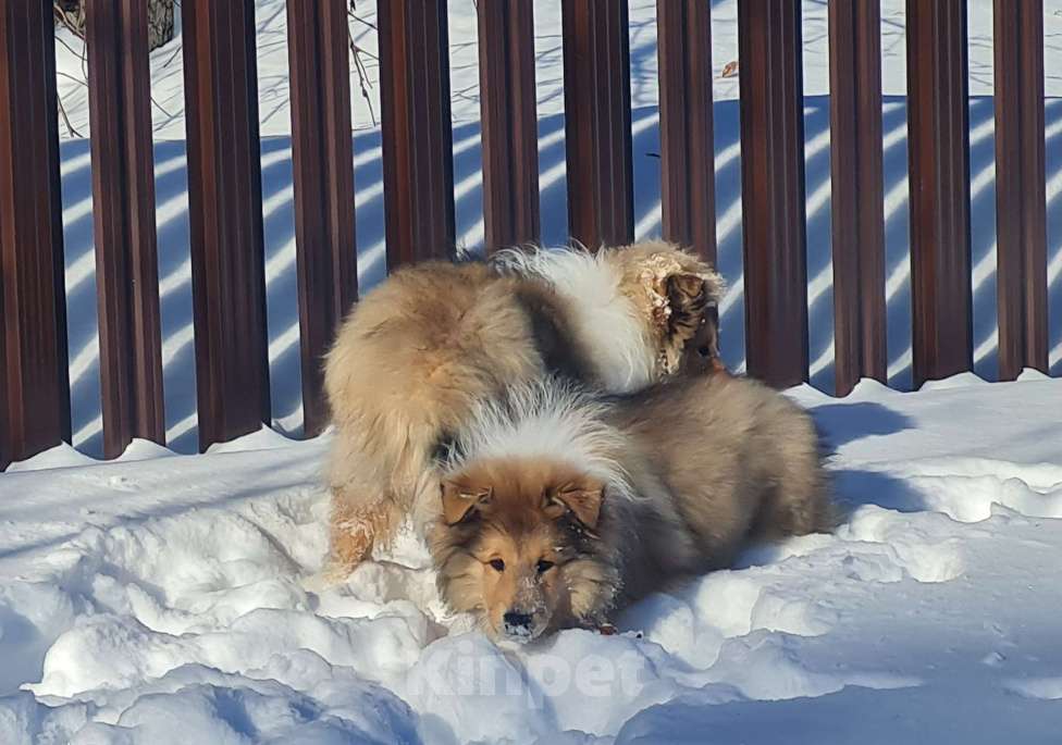 Собаки в Туле: Щенок Колли Длинношерстный Мальчик, 70 000 руб. - фото 5
