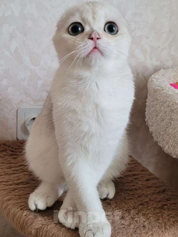 Кошки в Москве: Marsel MilkaMax  Мальчик, 35 000 руб. - фото 2