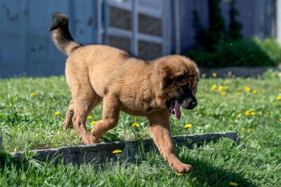 Собаки в Екатеринбурге: Тибеточка  Бай Лу Девочка, 50 000 руб. - фото 2