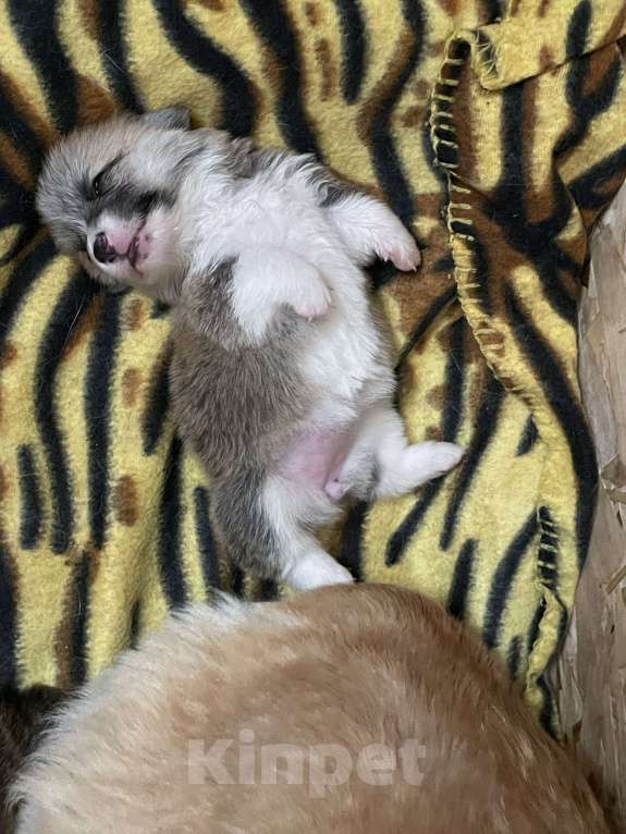 Собаки в Краснодаре: Корги Девочка, 65 000 руб. - фото 2