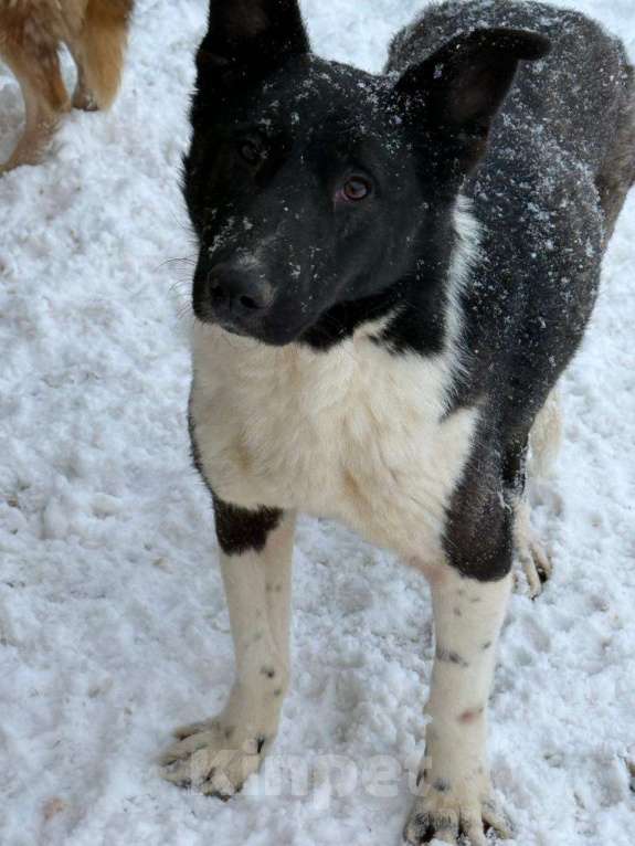 Собаки в других городах Владимирской области: Красивая собака коротколапик в добрые руки Девочка, Бесплатно - фото 5