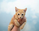 Кошки в Санкт-Петербурге: Котята 3 месяца Мальчик, Бесплатно - фото 5