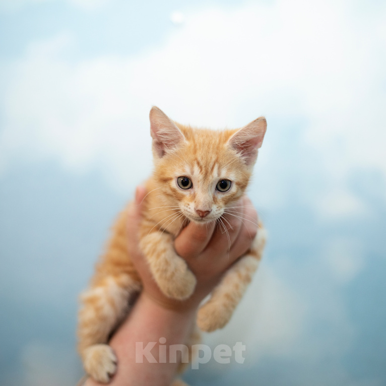 Кошки в Санкт-Петербурге: Котята 3 месяца Мальчик, Бесплатно - фото 5
