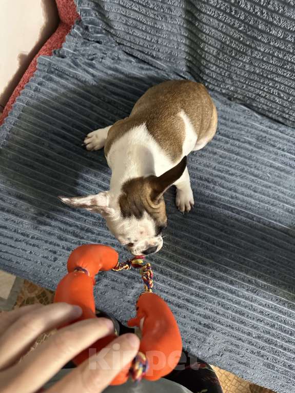 Собаки в Ростове-на-Дону: Француженка готова к перееду  Девочка, 18 000 руб. - фото 2