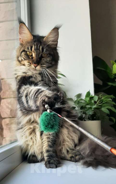 Кошки в Краснодаре:  Ласковая девочка мейн-кун Девочка, 25 000 руб. - фото 4