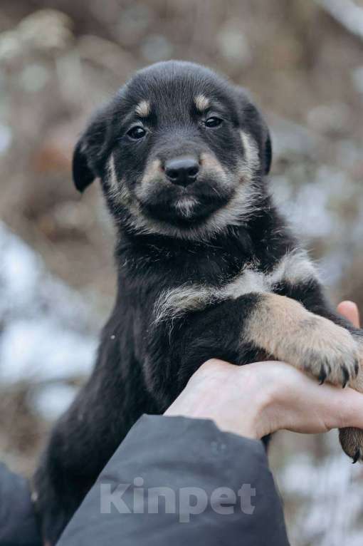 Собаки в Москве: Забава и Софико  Девочка, Бесплатно - фото 3