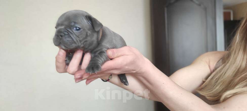 Собаки в Москве: Французкий бульдог Мальчик, Бесплатно - фото 3