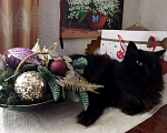 Кошки в Ливны: Роскошная черная кошка красавица 11 месяцев, Бесплатно - фото 1