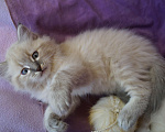 Кошки в Краснодаре: Котята Невская маскарадная color point blue пушистый Мальчик, 28 000 руб. - фото 5