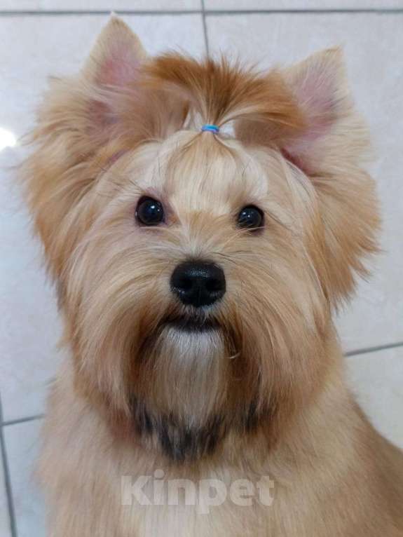 Собаки в Санкт-Петербурге: щенок русской салонной собаки (похож на цветного йорка) Мальчик, 40 000 руб. - фото 3