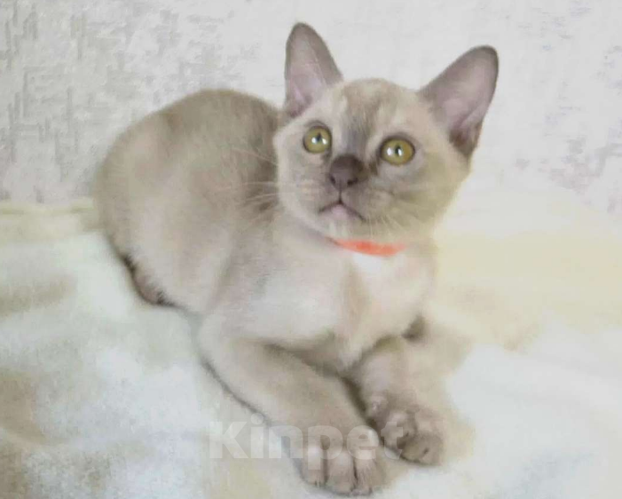 Кошки в Ковровом: Флер де лилу г Девочка, Бесплатно - фото 2