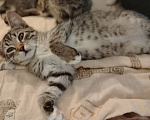 Кошки в Самаре: Шотландская девочка котенок Девочка, 1 500 руб. - фото 4