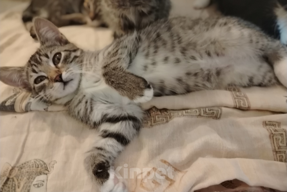 Кошки в Самаре: Шотландская девочка котенок Девочка, 1 500 руб. - фото 4