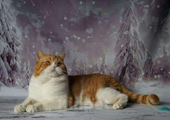 Кошки в Усинске: Кот шотландский, 1 500 руб. - фото 1
