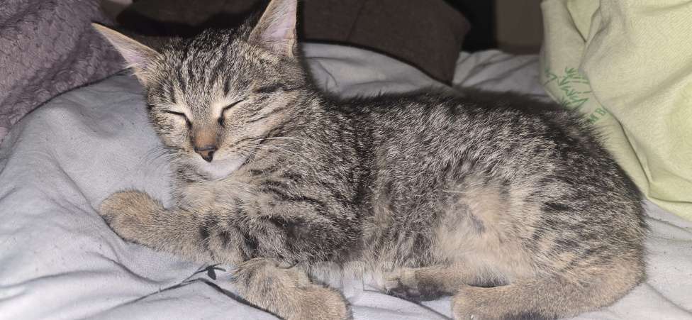 Кошки в Екатеринбурге: Девочка 4мес в ответственные руки Девочка, Бесплатно - фото 5