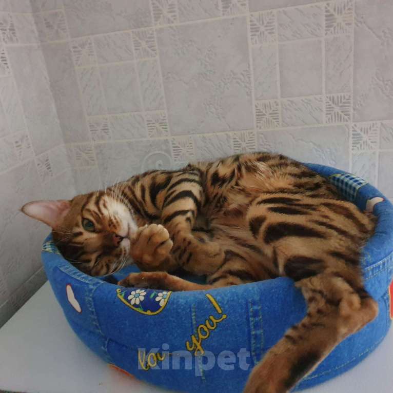 Кошки в Москве: Бенгальский кот на вязку, 7 000 руб. - фото 1