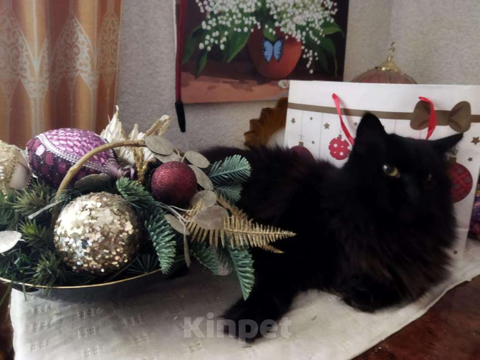 Кошки в Ливны: Роскошная черная кошка красавица 11 месяцев, Бесплатно - фото 1