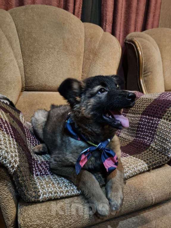 Собаки в Красногорске: Маленькие пушистые комочки счастья ищут свой дом! Разнополые, Бесплатно - фото 9