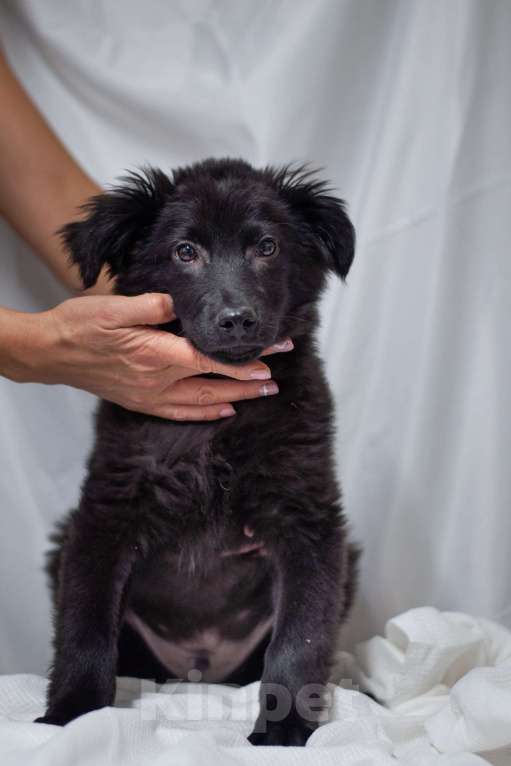 Собаки в Ногинске: Джус - маленький щенок в добрые руки Мальчик, Бесплатно - фото 4