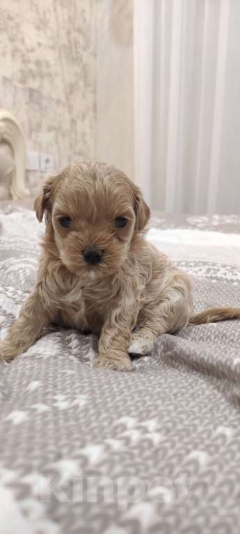 Собаки в Губкине: Малыши Девочка, Бесплатно - фото 1