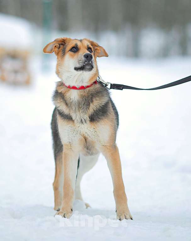Собаки в Москве: Щенок Марти Девочка, Бесплатно - фото 4