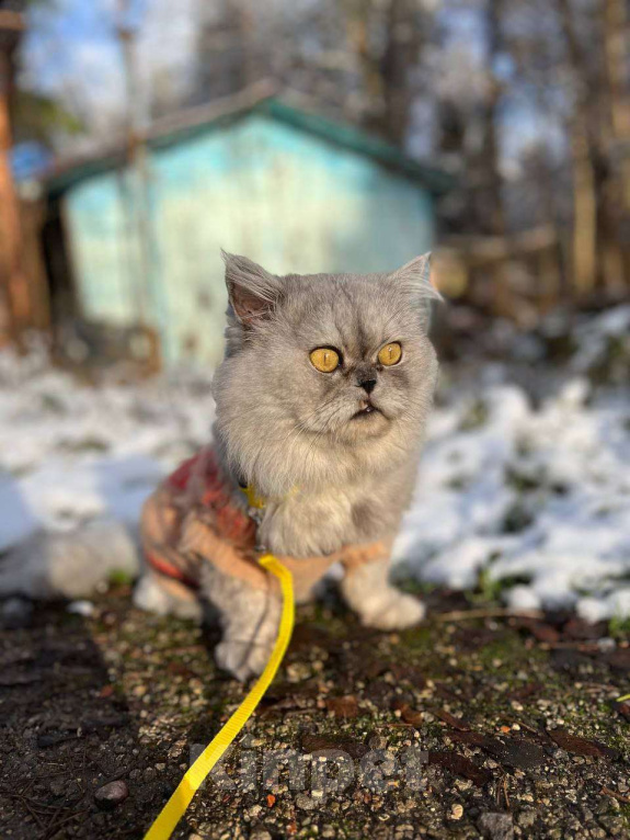 Кошки в Москве: Выброшенный котик Буржик мечтает о доме Мальчик, Бесплатно - фото 7