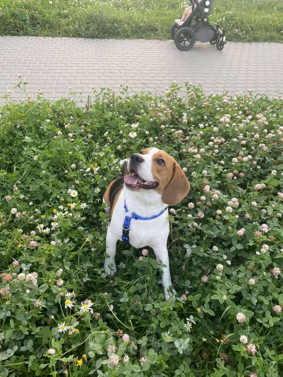 Собаки в Санкт-Петербурге: Отдадим в добрые руки  Мальчик, Бесплатно - фото 3
