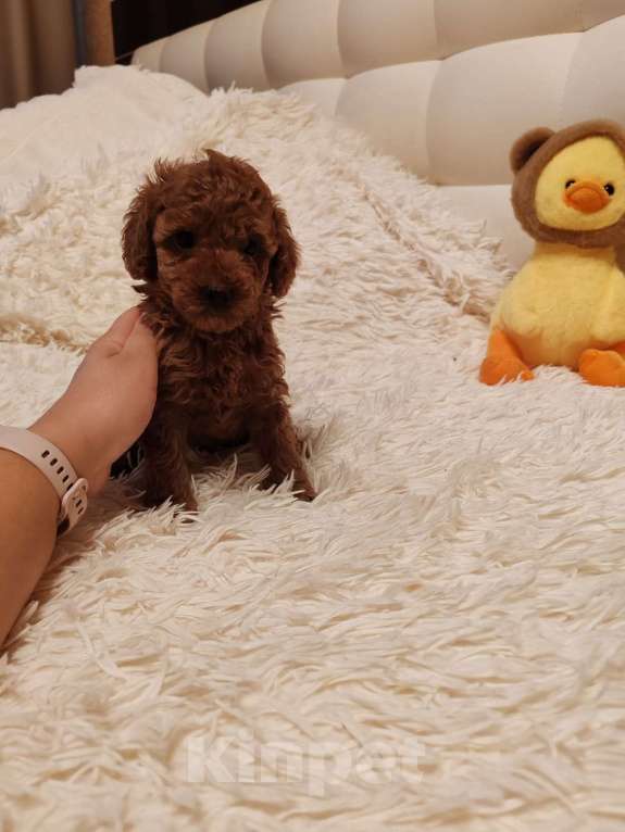 Собаки в Ельце: Щенки той-пуделя Девочка, 60 000 руб. - фото 1