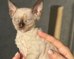 Кошки в Тюмени: Девочка Девон рекс Девочка, 70 000 руб. - фото 1