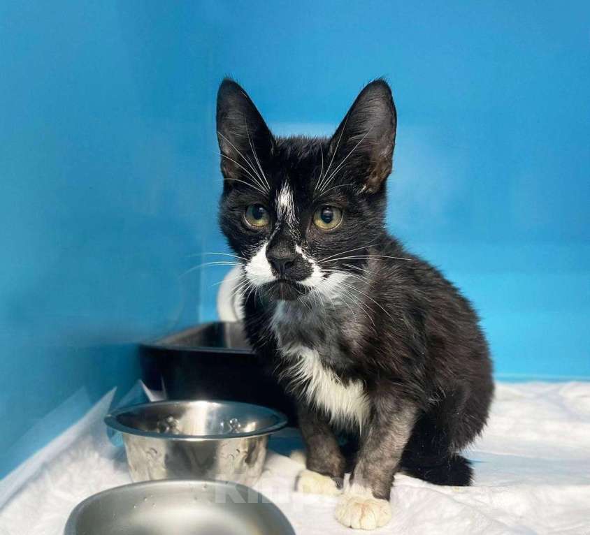 Кошки в Москве: Малыш Ронни пережил столько ужасов и никак не найдет дом Мальчик, Бесплатно - фото 5