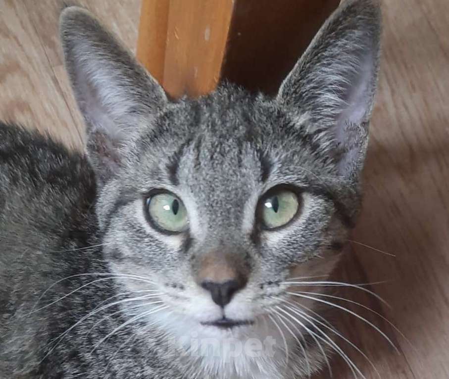 Кошки в Москве: Когда только учишься строить глазки Девочка, Бесплатно - фото 6