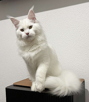 Питомник Affectionate miracle 