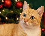 Кошки в Санкт-Петербурге: Шайна - котенок в добрые руки Девочка, Бесплатно - фото 1