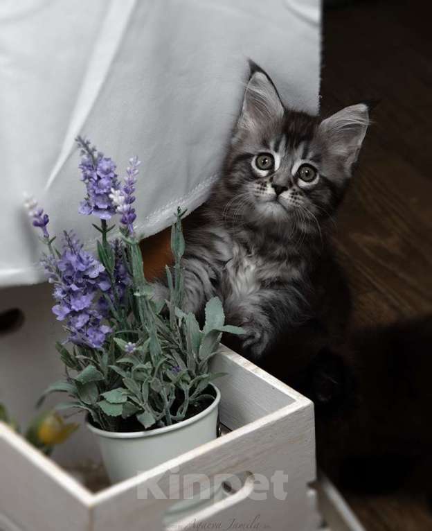 Кошки в Москве: Аврора - сама нежность Девочка, 130 000 руб. - фото 9