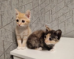 Кошки в Тюмени: Отдам красивых котят в хорошие руки, найденные на улице🥺. Долго держать не могу уже есть собак Мальчик, Бесплатно - фото 4