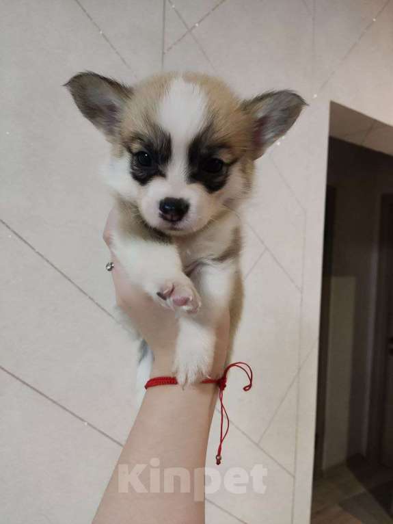 Собаки в Волгограде: Королева красоты Девочка, 40 000 руб. - фото 2