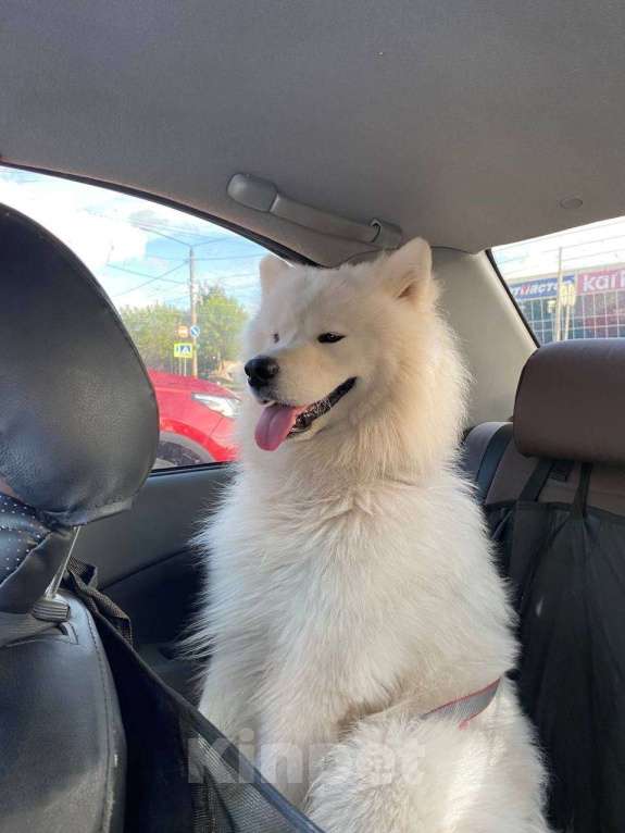 Собаки в Мур: Продажа щенков Разнополые, 25 000 руб. - фото 3