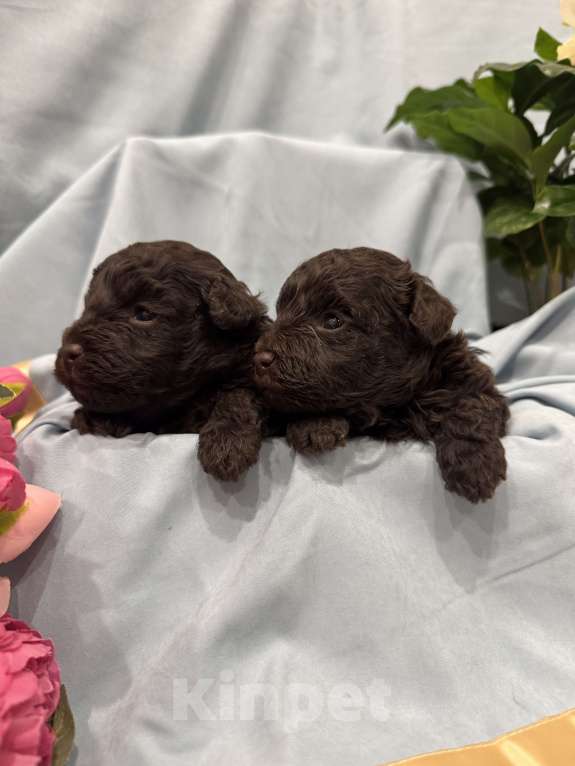 Собаки в Краснодаре: Той-пудель Разнополые, Бесплатно - фото 4