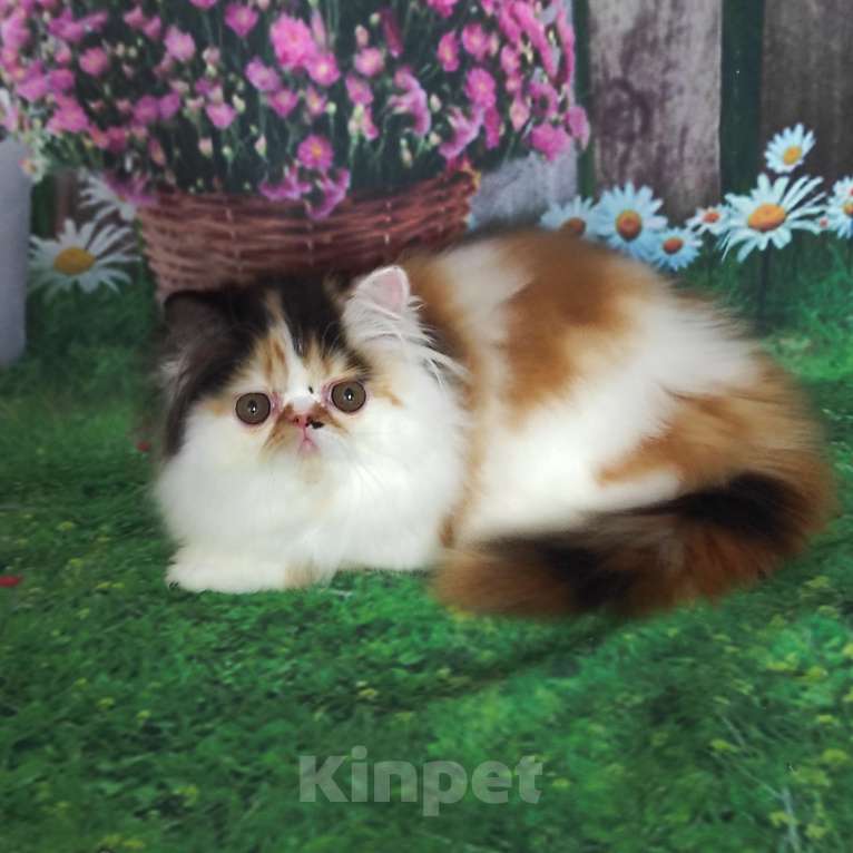 Кошки в Новосибирске: Персидская кошечка  Девочка, 35 000 руб. - фото 4