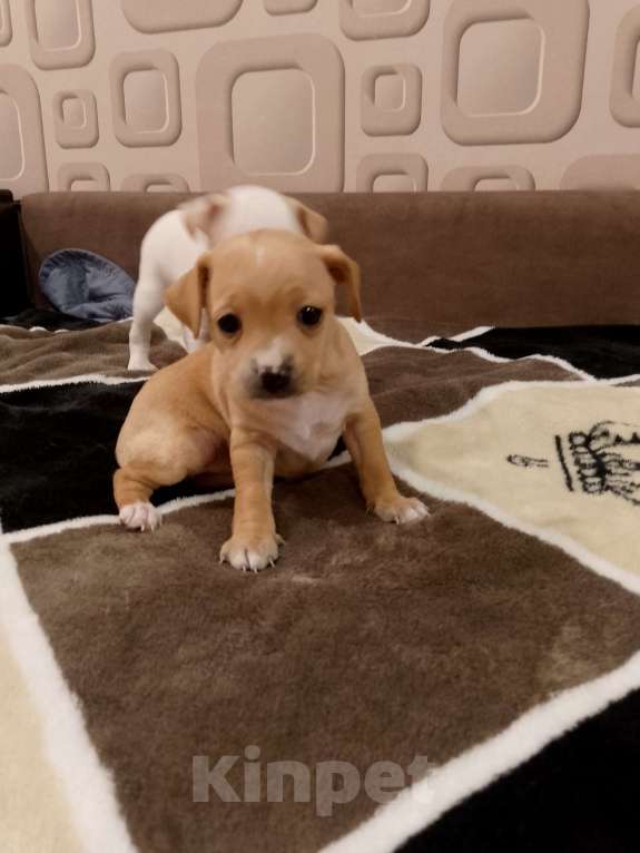 Собаки в Хабаровске: Продам щенков русского той терьера  Мальчик, 20 000 руб. - фото 2