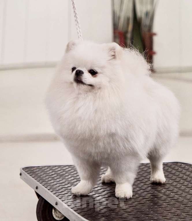 Собаки в Видном: Померанский шпиц, вязка Мальчик, 15 000 руб. - фото 3