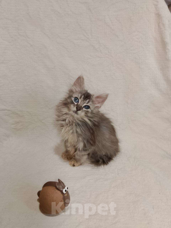 Кошки в Москве: котенок  Турецкой ангоры Мальчик, 76 000 руб. - фото 3