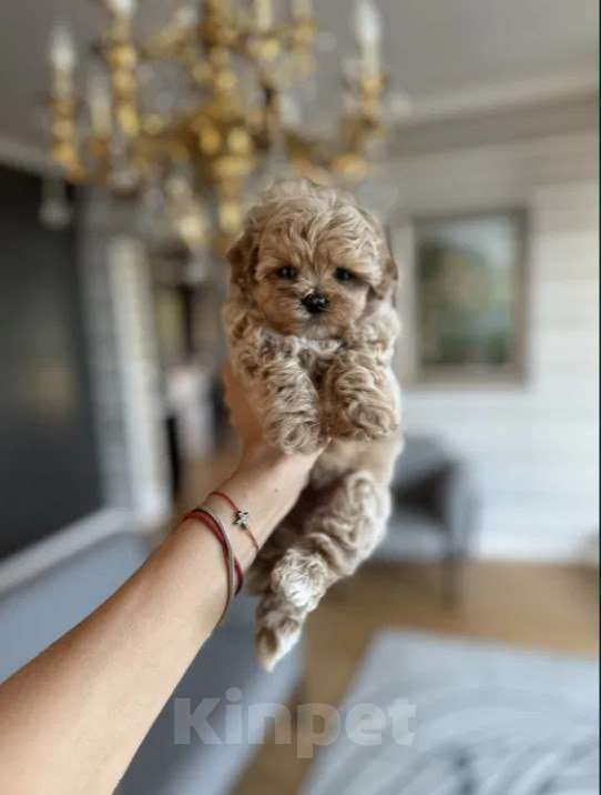 Собаки в Москве: Щеночки Мальтипу f1 девочки и мальчики Мальчик, Бесплатно - фото 4