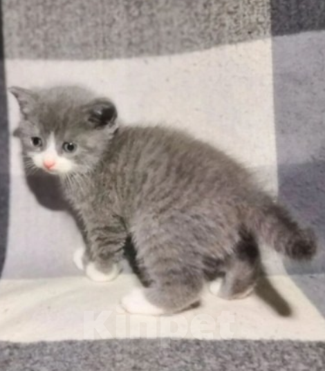 Кошки в Сыктывкаре: Шотландские прямоухие и вислоухие Девочка, 6 500 руб. - фото 3