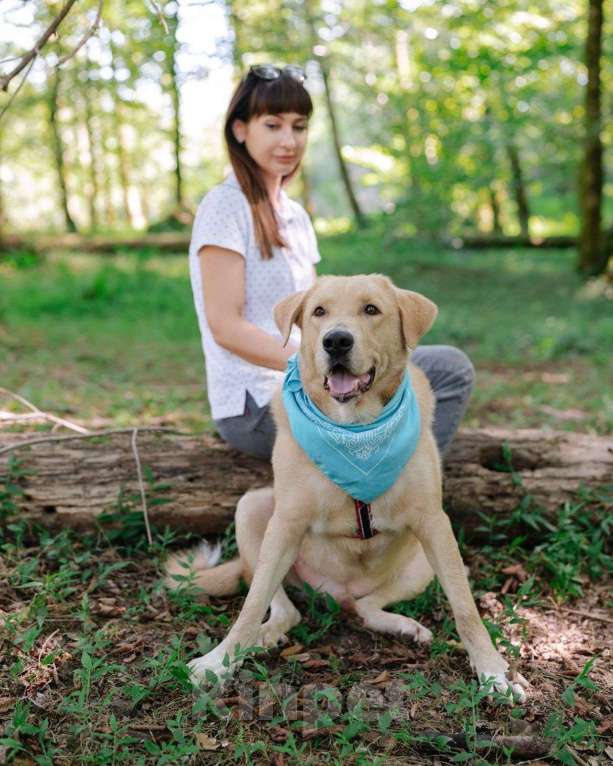 Собаки в Москве: Собака компаньон Мальчик, Бесплатно - фото 9