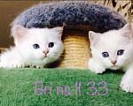 Кошки в Димитровграде: Купить котёнка! Девочка, Бесплатно - фото 1